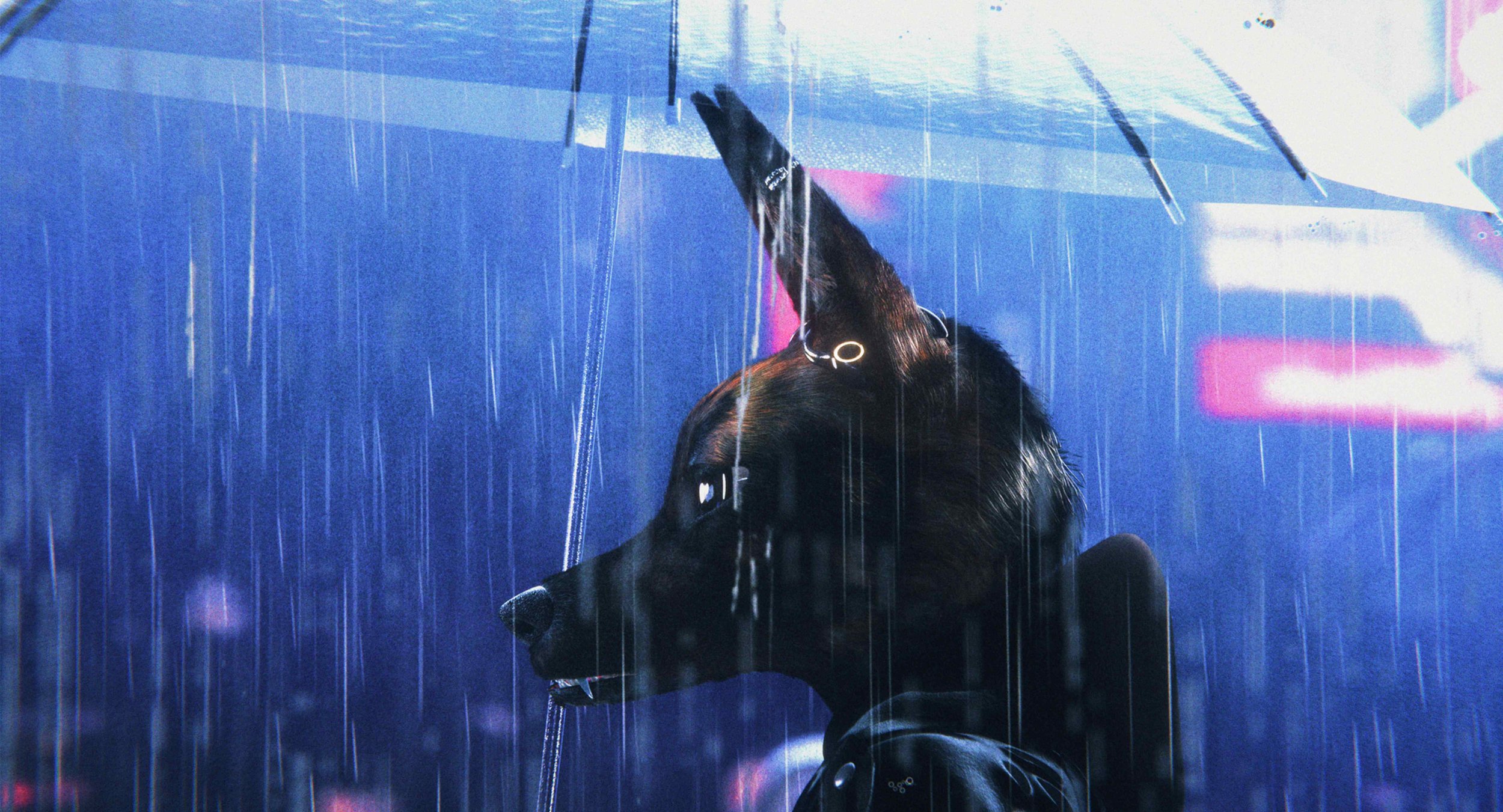 Bouchra, an animated jackal, is standing in the rain.